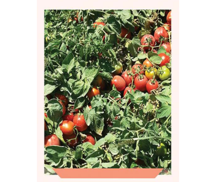 طماطم ارضي عريش 5010 Areej